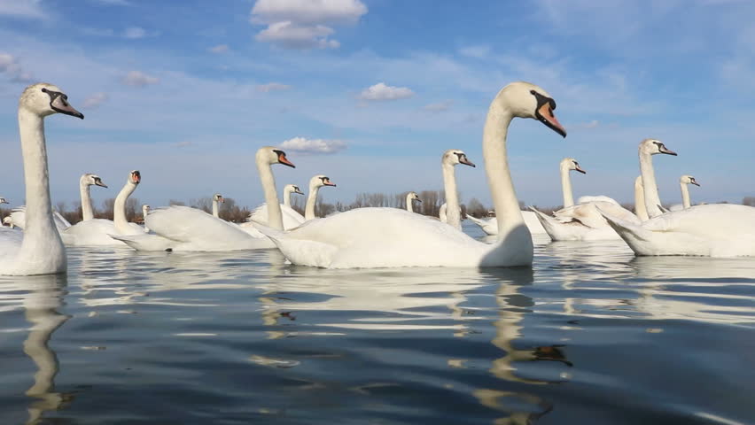 Swan Swimming On River Danube