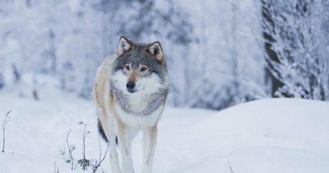 Beautiful wolf walking closer to camera in snowy winter landscape