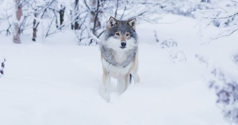 Magnificent wolf walking in deep snow in the winter forest