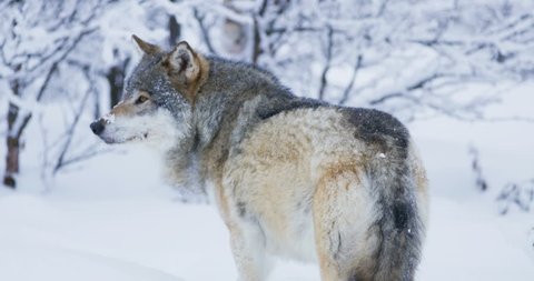 Large wolf walking away into snowy winter landscape