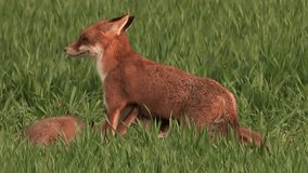 Red fox vixen (vulpes vulpes) is sucking her 9 fox puppies on field - wildlife - HD stock video
