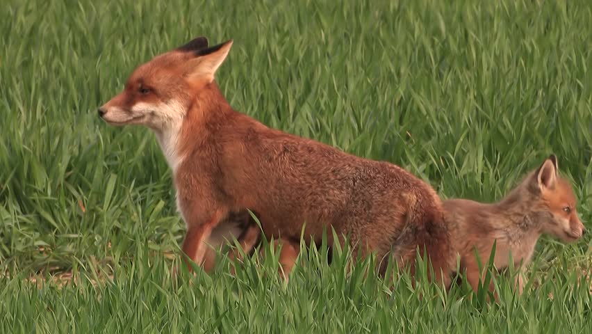 Продолжительность лисы. Red Fox Vixen.