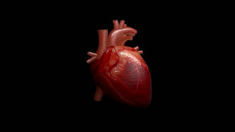 3D animation of a beating human heart with alpha channel