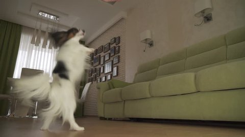 Dog Papillon walks on its hind legs and dances in the living room