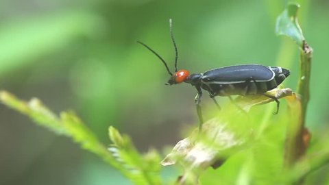 blister beetle is move its head part on the green leaf
