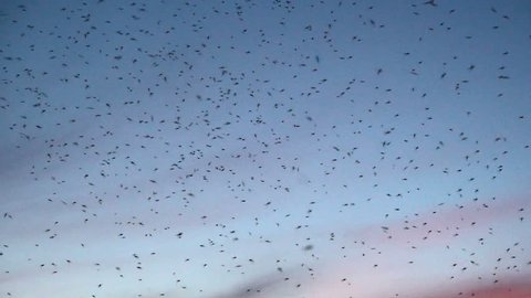 Mosquitoes swarm at sunset