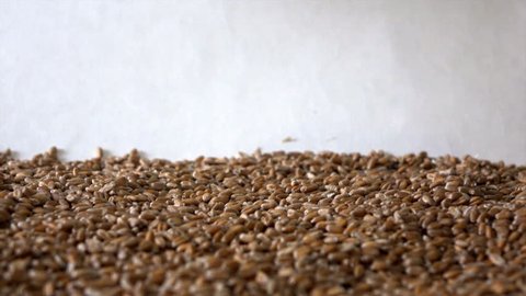 Wheat grains falling down