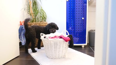 Funny dog takes laundry out of laundry basket