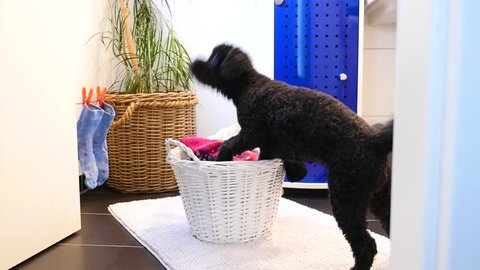 Funny dog throws laundry in the laundry basket