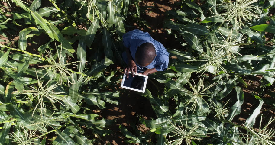 4K aerial view directly above a black african farmer monitoring his corn crop with a tablet Royalty-Free Stock Footage #1008455500