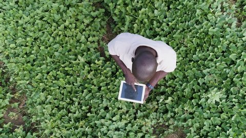 4K Aerial view directly above a black african farmer monitoring his vegetable crop with a tablet