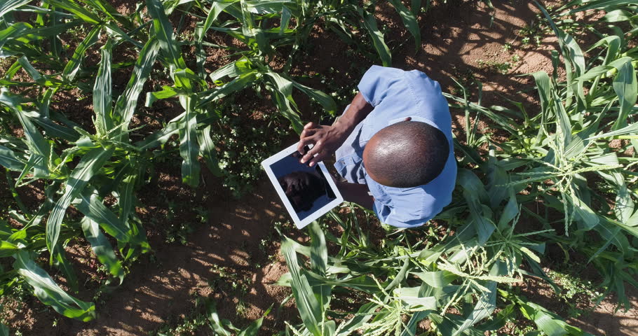 4K Aerial view directly above a black african farmer monitoring his corn crop with a tablet Royalty-Free Stock Footage #1008456202