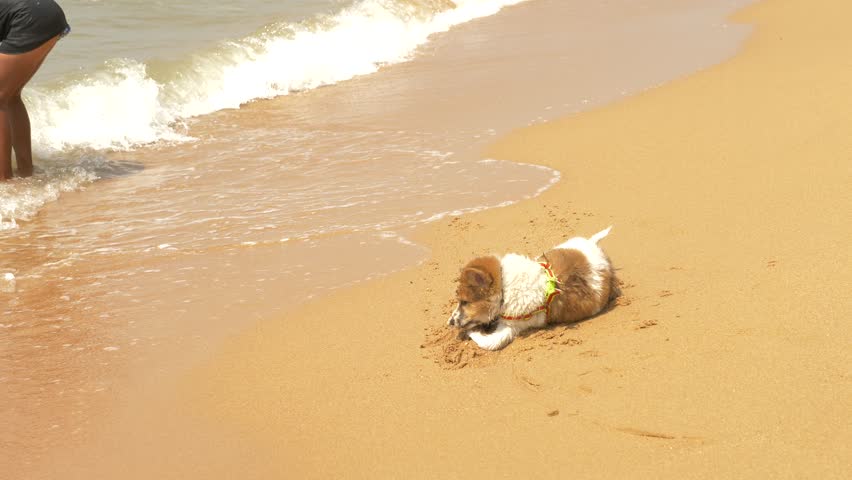 the puppy on the harness plays sand and wave on the beach. 4k, slow motion