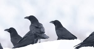 Pack of ravens. a few ravens. beautiful black birds on white snow in winter. black crows close-up