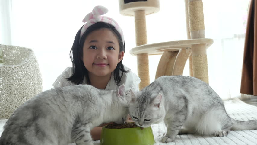 Cute Asian girl feeding two American shorthair cats at home 