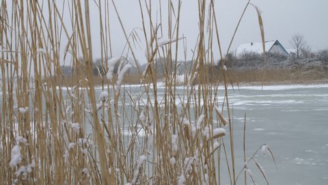 Reed in front of a lake in the winter.