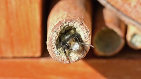 Male solitary mason bee (Osmia cornuta) looking out of and leaving its nest in a hollow reed stalk in an insect hotel.