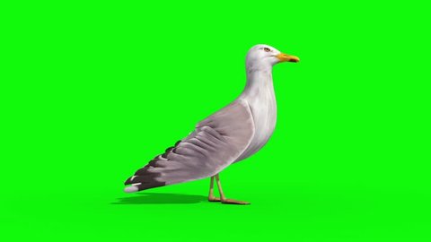 Seagull Side Green Screen 3D Renderings Animations