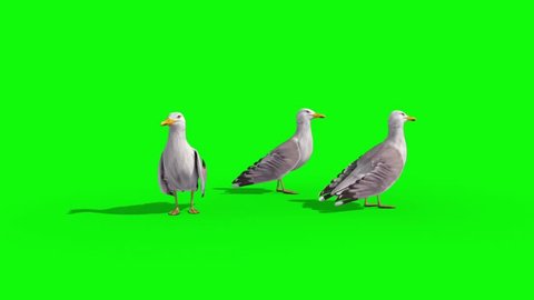 Three Seagulls Green Screen 3D Renderings Animations