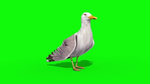 Seagull Green Screen 3D Renderings Animations