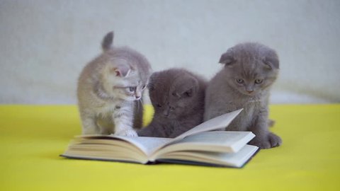 Three kitties playing with a book . grey lop-eared Scot
