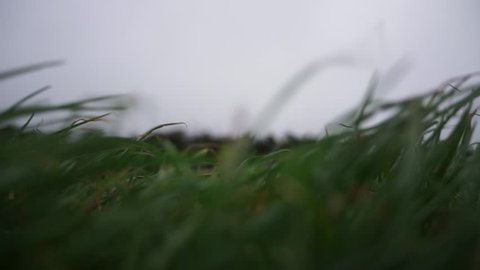 Grass on a windy day