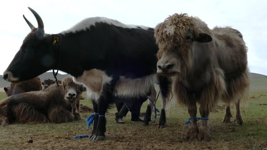 Cute shaggy yaks graze in a meadow against the background of a mountain and cloudy sky in the early 

morning.