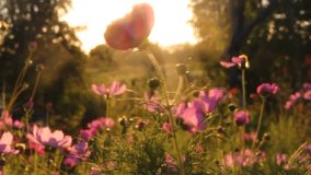 Cosmos evening. 
Video shot in warm rays of evening sun.
