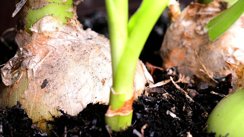 False Sea Onion Medicinal Plant Stock Footage Video (100% Royalty-free ...