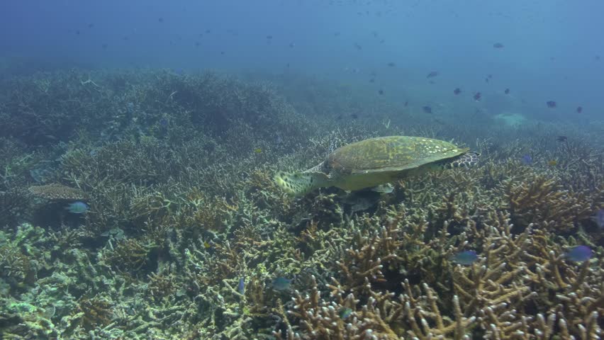 Hawksbill turtle swims slowly over a large healthy staghorn coral reef. It comes near to the camera then turns and swims away into deeper water. Small tropical reef fish swim around in the background Royalty-Free Stock Footage #1008503233