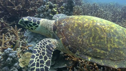 Hawksbill turtle swims slowly over a large healthy staghorn coral reef. It comes near to the camera then turns and swims away into deeper water. Small tropical reef fish swim around in the background