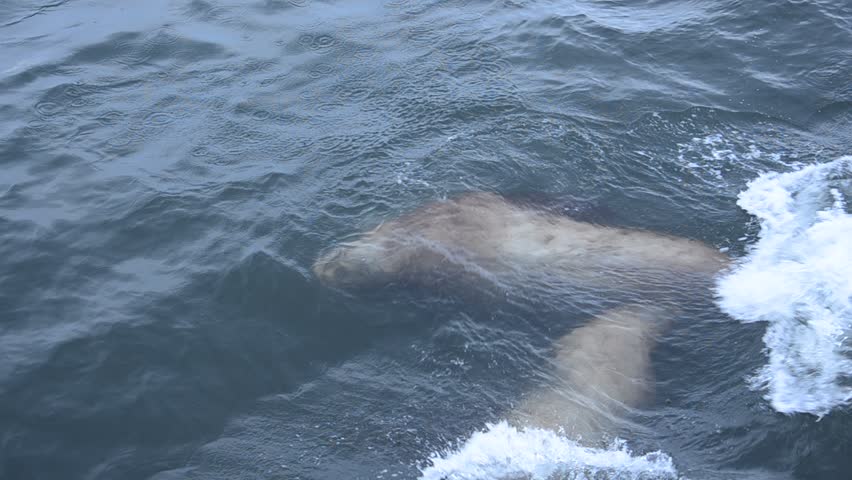a game of sealions in the pacific ocean in Kamchatka