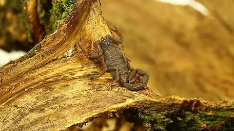 Dangerous scorpion (androctonus materianicus)