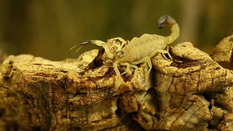 Dangerous little scorpion (androctonus australis)
