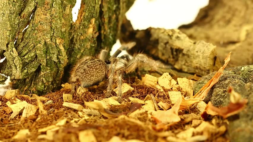 Nice specimen of tarantula (ceratogyrus darlingi)