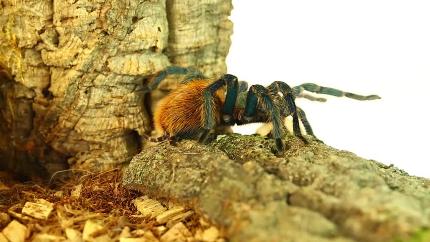 Beautiful tarantula ( cromatopelma cyaneopubscens)