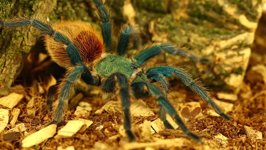 Beautiful tarantula ( cromatopelma cyaneopubscens)