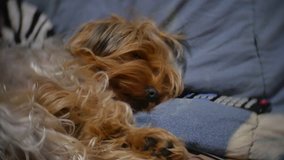 shaggy old dog asleep on the couch next to TV remote control. pet dog shaggy indoors slow motion video