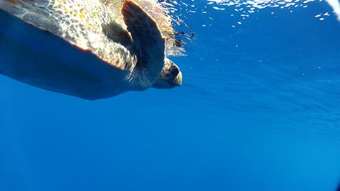 Sea Turtle swimming  in the Mediterranean.