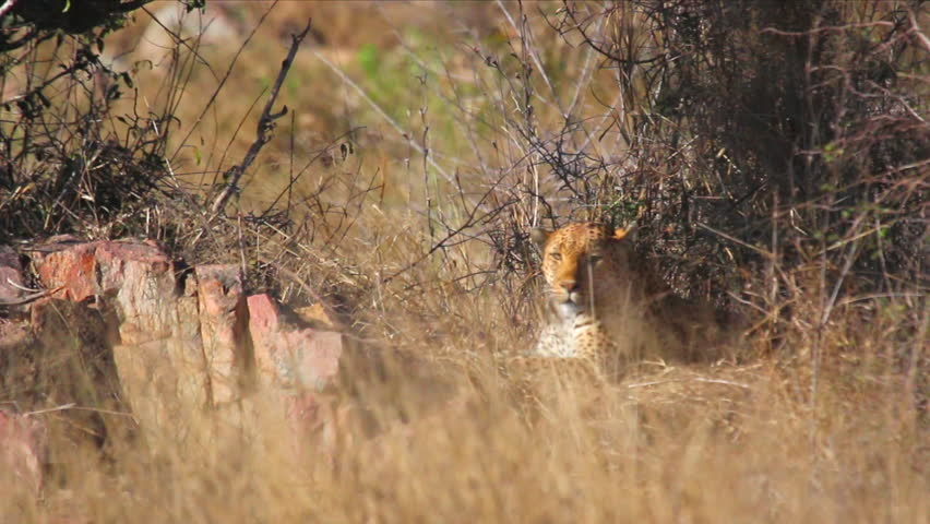 African leopard lying on the ground and watching around.