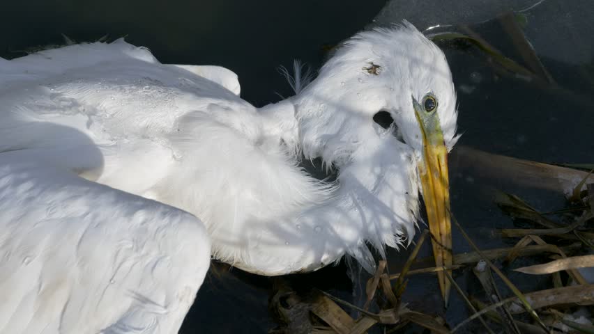 Dead great egret (Ardea alba) in river