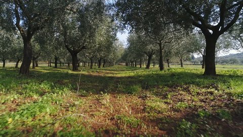 Low angle drone shot flying through olive trees in Istria region, agriculture and farming in Croatia