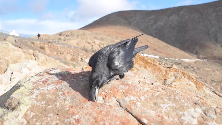 close-up shot of raven on rock formation on sunny day