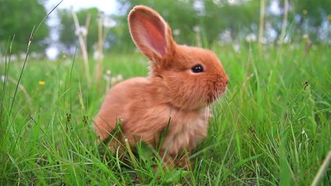 red rabbit sitting and eating green grass