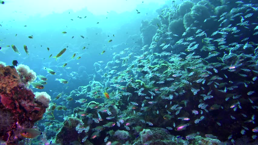 A large flock of fish Pigmy sweeper (Parapriacanthus ransonneti) on a background of a coral reef Red sea Egypt 4K Royalty-Free Stock Footage #1008530926