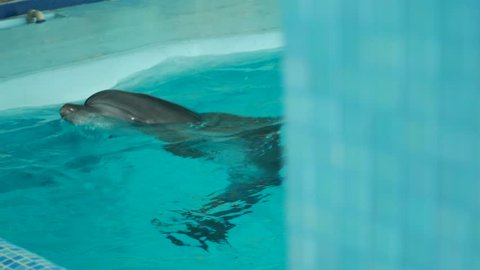 Dolphin floats in the pool