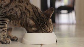 Bengal cat has finished eating and is walking away from his food bowl