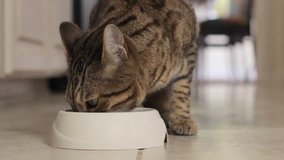 HD Bengal cat eating dry food from a bowl