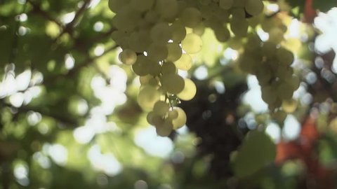 Unrecognisable woman hands with nail polish and golden rings touching bunch of white grapes hanging on stem at vineyard, sunny summer day outdoors, close up slow motion