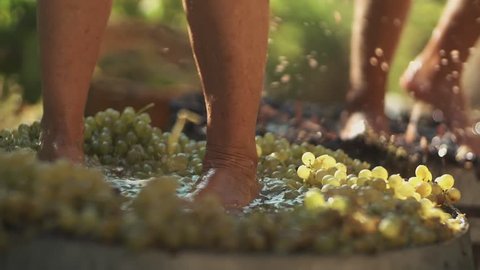 Two pair of unrecognizable guys legs squeezes grapes at winery making wine, close up sunny summer day outdoors